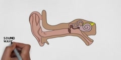The cochlea