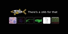 Sample preparation for whole mount immunohistochemistry