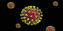 Coronavirus Covid-19 Structure