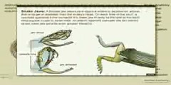 Raptiles: Snake Anatomy