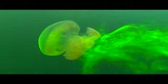 Jellyfish Mixing