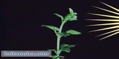 Phototropic Response of Plants