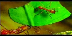 THE MIRACLE IN THE ANT - PART 2