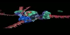 DNA Replication Video