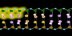 DNA Transcription