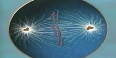How Meiosis are formed