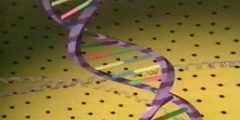 Structure of DNA