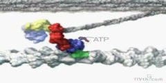 A Moving Myosin Motor Protein