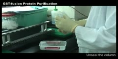 GST-fusion Protein Purification