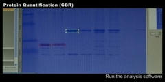 Protein Quantification (CBR)