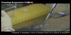 Cell Counting (Suspension cell)