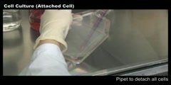 Cell Culture (Attached cell)