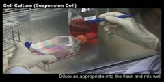 Cell Culture (Suspension Cell)