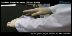 Protein Quantification (Silver Stain)