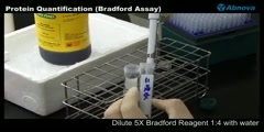 Bradford method of protein quantification