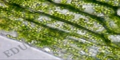 Ruch rotacyjny cytoplazmy w komorkach Elodea canadensis