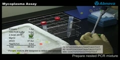 Mycoplasma Assay