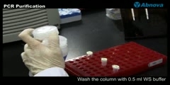 PCR Purification