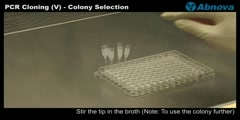 PCR Cloning (V)- Colony Selection
