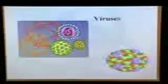 Viral structure part 1 (5min)