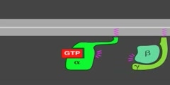 G-Protein Signaling