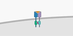 Cytokine Binding or JAK-STAT Signaling Pathway