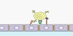 Understanding the Process of Leukocytes Binding