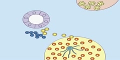 Functions of Germinal Centers