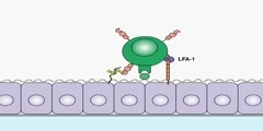 Lymphocyte Trafficking