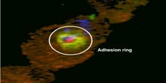 Video of Interaction of cells forming Immunological Synapse