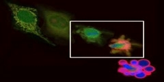 Apoptosis process