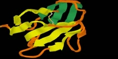 Immunoglobulin