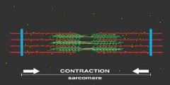 Cellular mechanism of muscular contraction