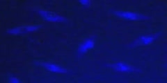 Mitotic Spindles in a Fly Embryo