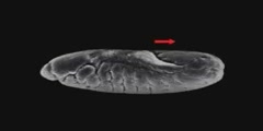 Complex development of a Drosophila Embryo