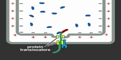 Mitochondrial Protein Import