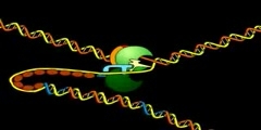 Process of DNA Replication
