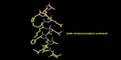 Example of secondary structure of protein  - Scientific Video  and Animation Site