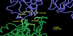 The Structure of Aspartate Transcarbamylase (ATCase)