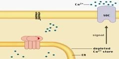 Protein Kinase C Pathway