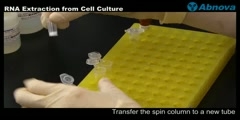 RNA Extraction from Cell Culture