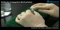 Antibody Conjugation-Biotinylation