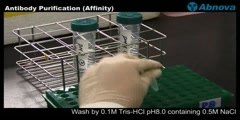 Antibody Purification (Affinity)