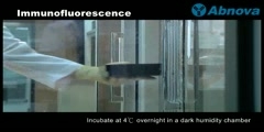 Immunfluorescence