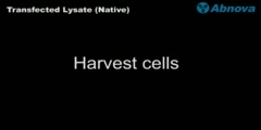Transfected Lysate (Native)