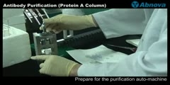 Antibody Purification (Protein A Column)