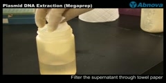 Plasmid DNA Extraction (Megaprep)