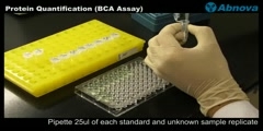 Protein Quantification (BCA Assay)