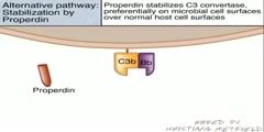 Natural defense against infection: the alternative pathway o