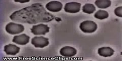 Neutrophil Chemotaxis Chasing a Bacterium
